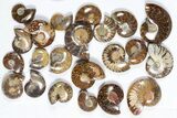 Lot: KG Madagascar Polished Ammonites (-) - Pieces #79348-1